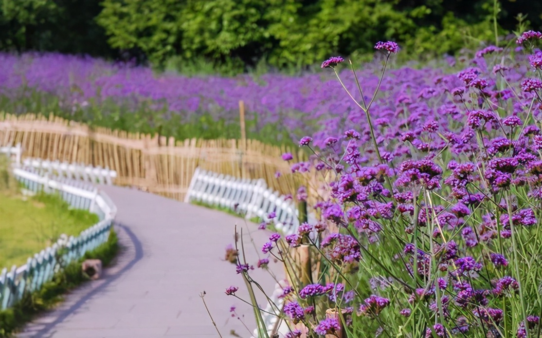 综合实力跃升全国前200！重庆这所高校研究成果获省部级及以上领导批示！