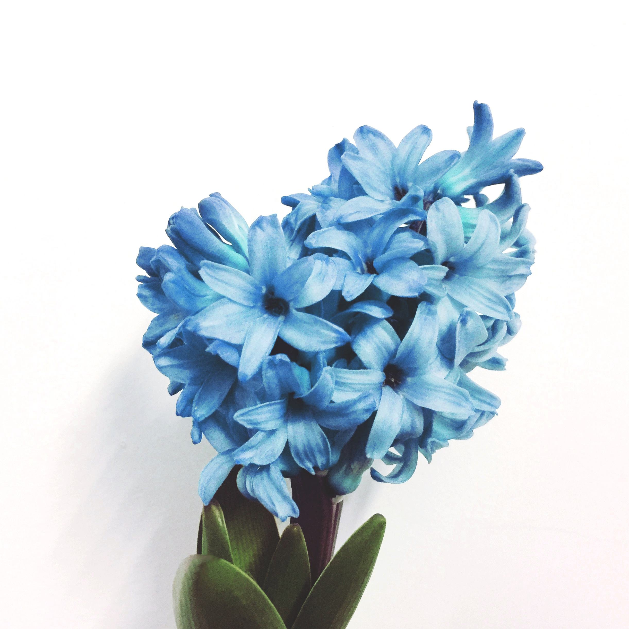 风信子传说故事_风信子传说故事_风信子传说