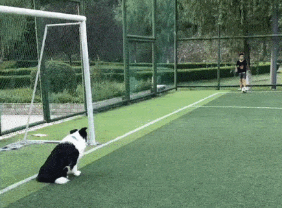 ‌排名第一：Border Collie （边境牧羊犬）‌，聪明、活泼、忠诚。