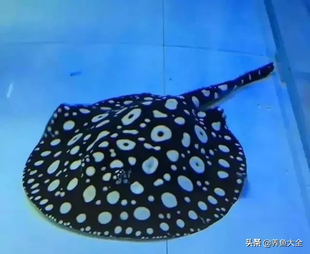 龙鱼威武霸气深受鱼友的喜爱