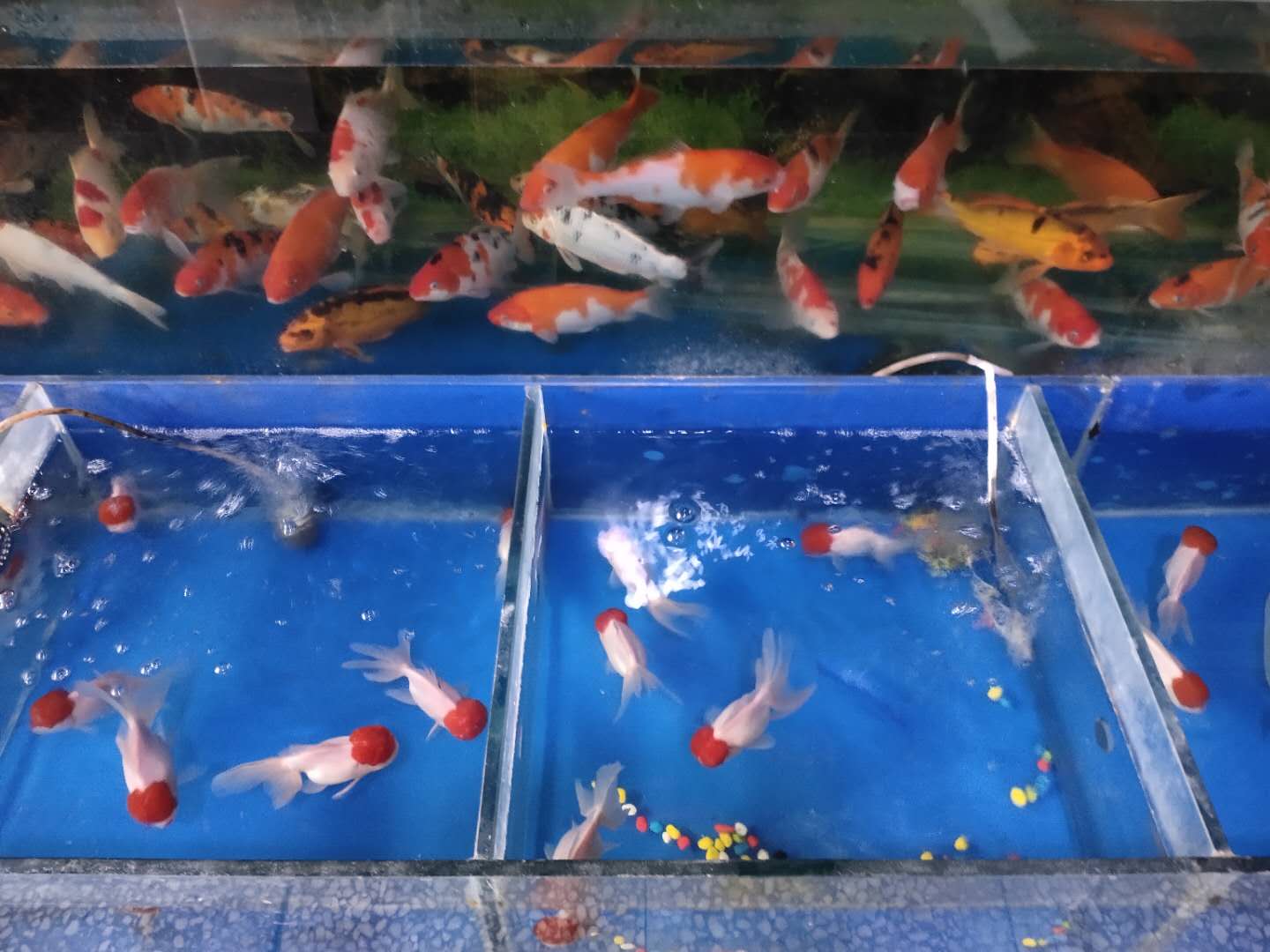 購買了8條最容易飼養的金魚 鎏金金魚就不會患病嗎 還是那些通貨品種 金魚就是鶴頂紅 獅子頭 龍睛居多鎏金金魚為什麼比較容易飼養 飼養密度 水質 水位 水流 水溫等問題體質不好的鎏金金魚照樣會患病 有的也會面臨死亡