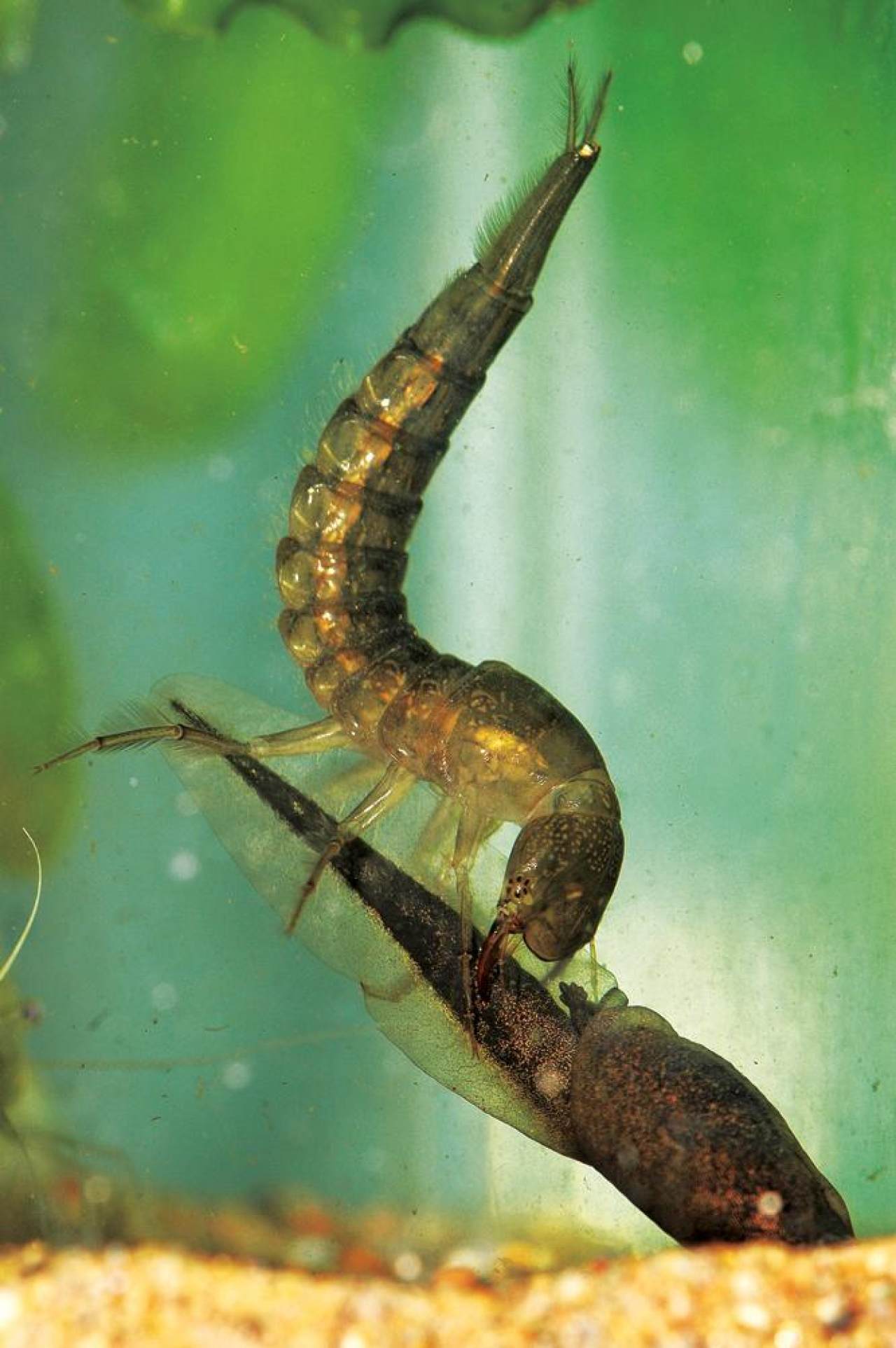 能上天能下水,能食用能入药,这小小的龙虱到底有多神