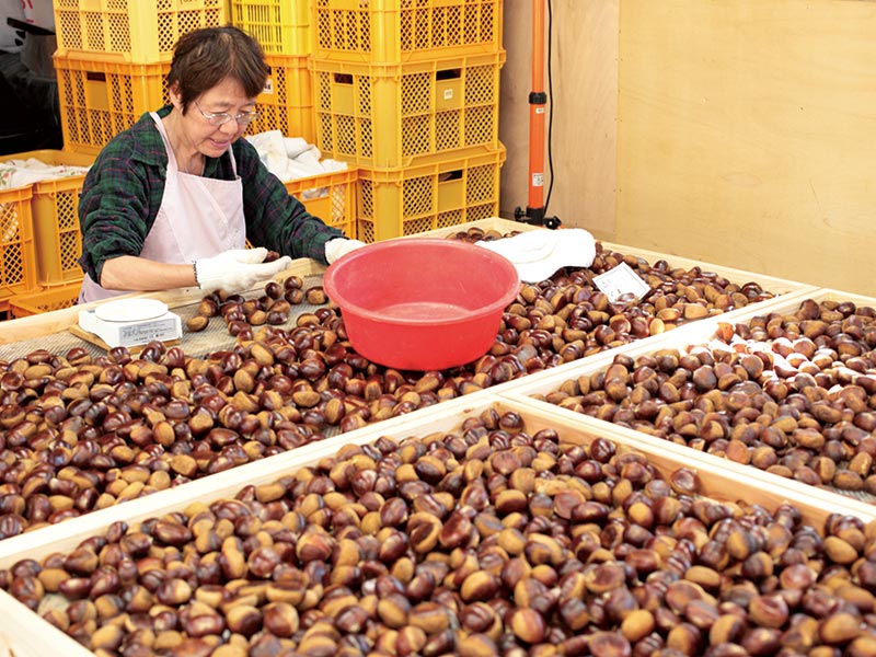 沐夏生活美学｜长谷川弓子在《大栗子》树下