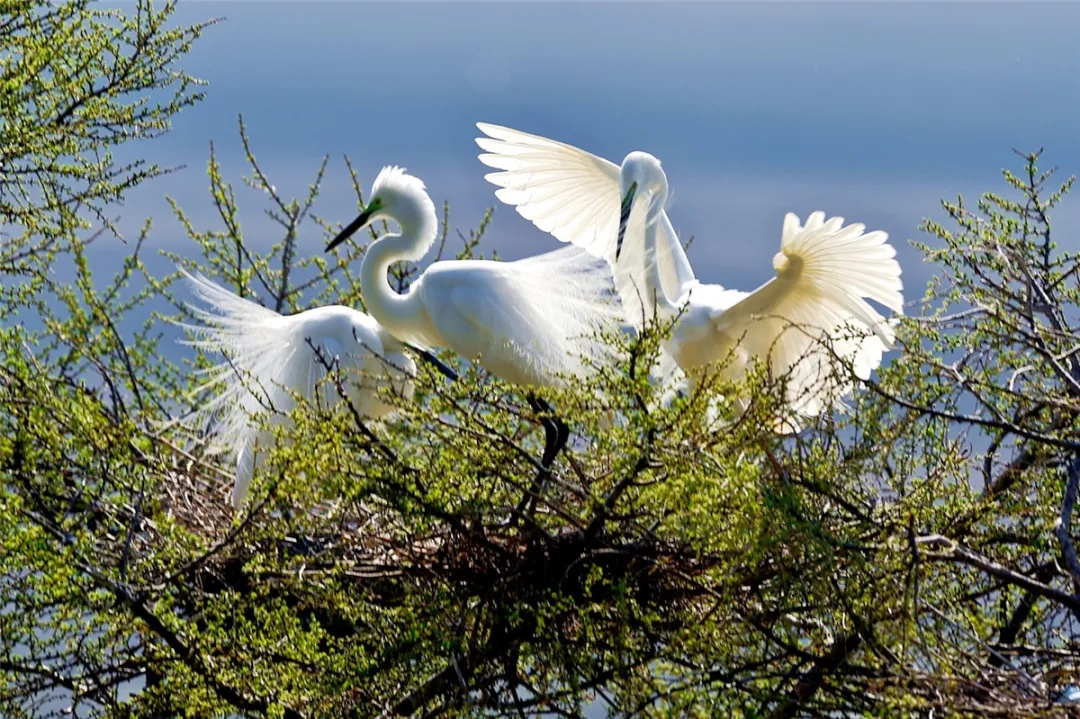 中国野生保护鸟类摄影专题作品欣赏001--白鹭