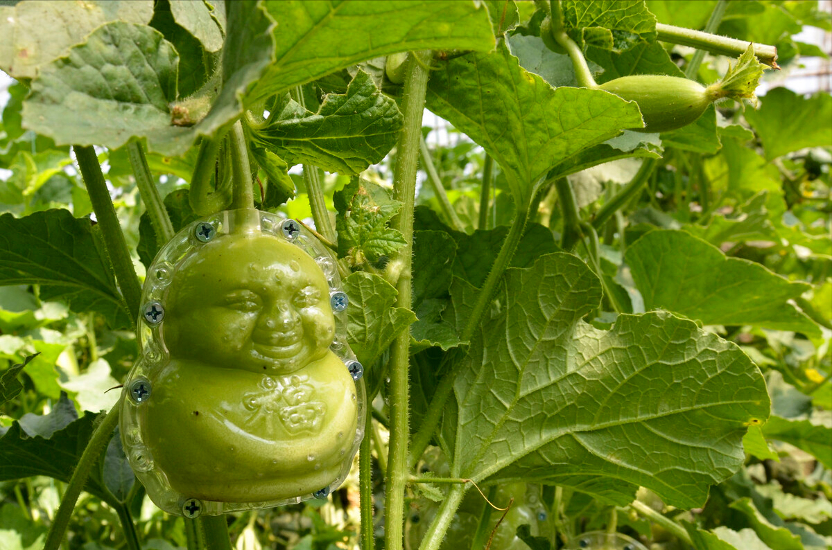 电视剧中常出现的十大“神奇植物”，有的还是人名，看你见过几种