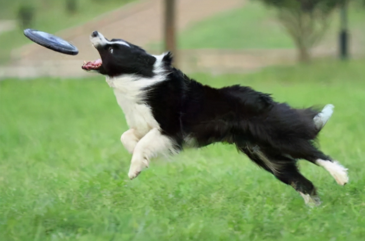 降!降!降!边境牧羊犬的价格下降了,为何养的人反而少了?
