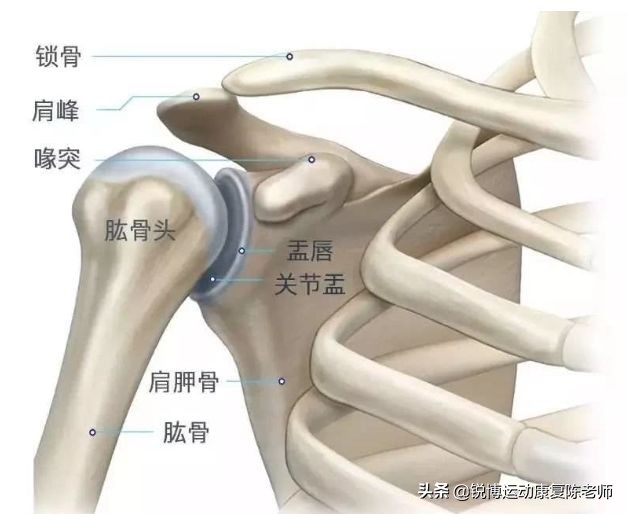 nba球员为什么练肩(肩膀为什么最容易脱臼？从凯文乐福的肩膀说起)