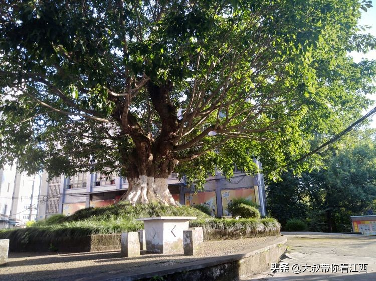 为逝去的记忆——重庆市合川师范学校掠影