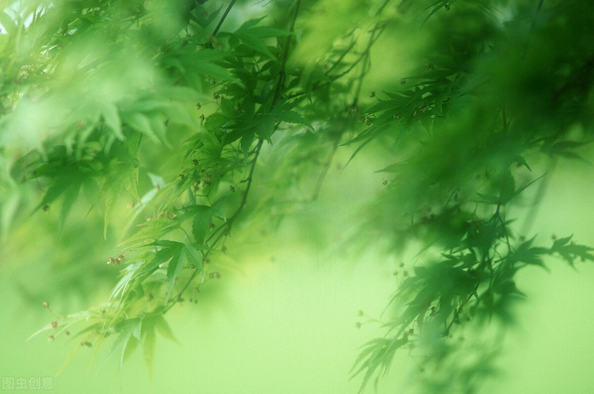 诗词中的那一抹新绿,清新明亮,唯美了时光温柔了岁月