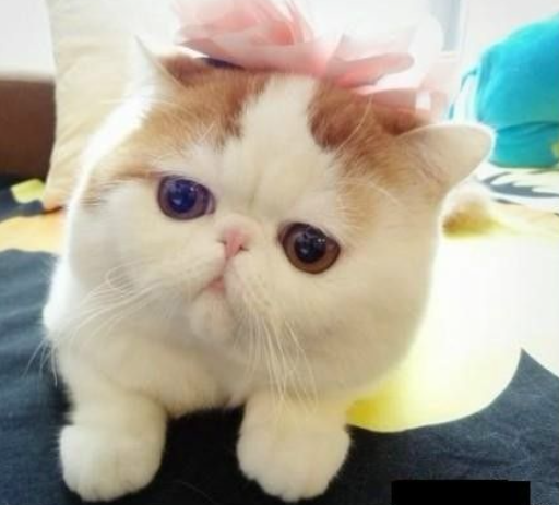 养加菲猫的5大注意事项,了解清楚后,才能养得更好