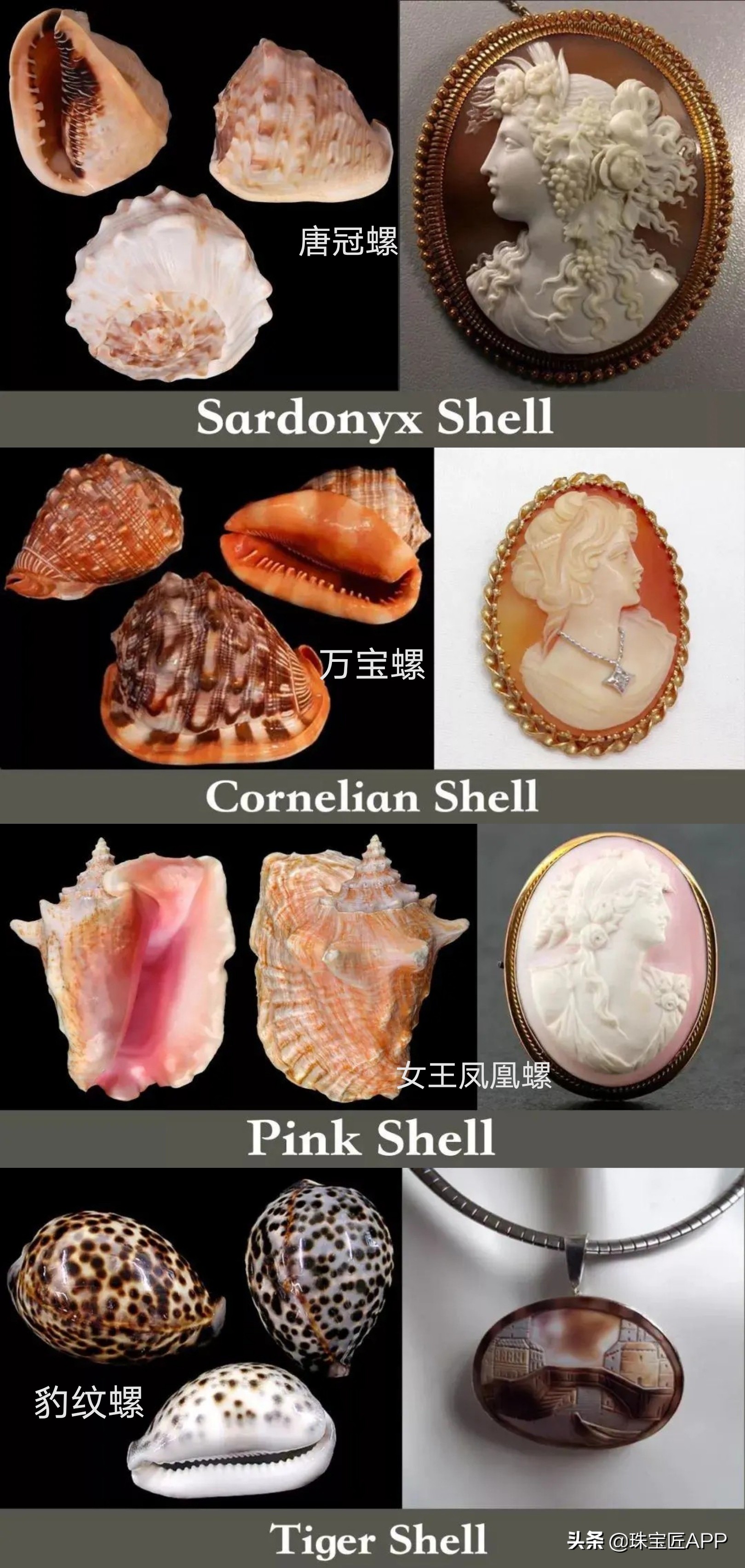 十大珍稀贝壳图鉴：四种可制珠宝的珍贵贝类全解析