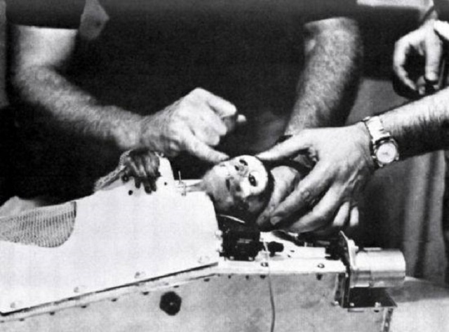 63年前被送上太空的流浪狗，如今仍漂浮于地球上空，是人类的英雄