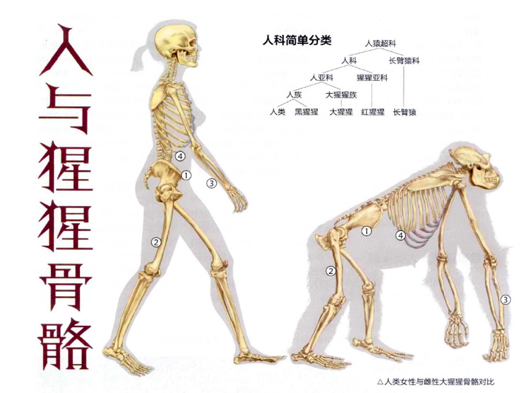 人体共有206块骨头,中国人普遍只有204块,少的两块去哪里了?