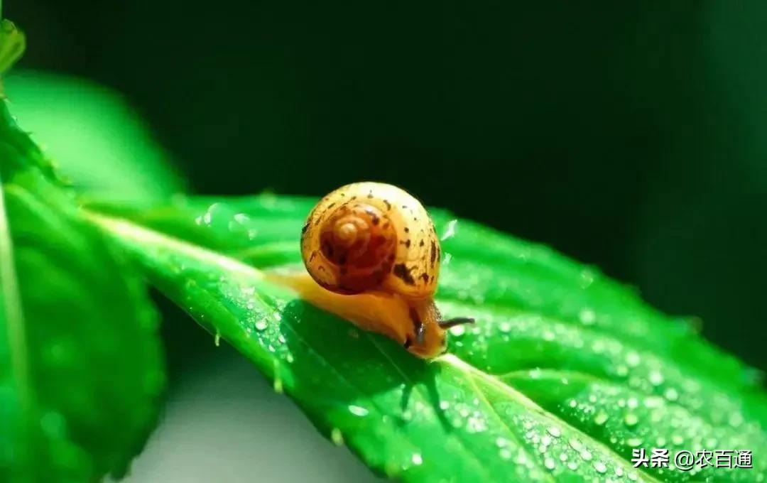蜗牛的生活习性,蜗牛的生活环境及特点与特征