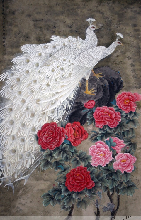 孔雀东南飞！高贵、冷艳的白孔雀