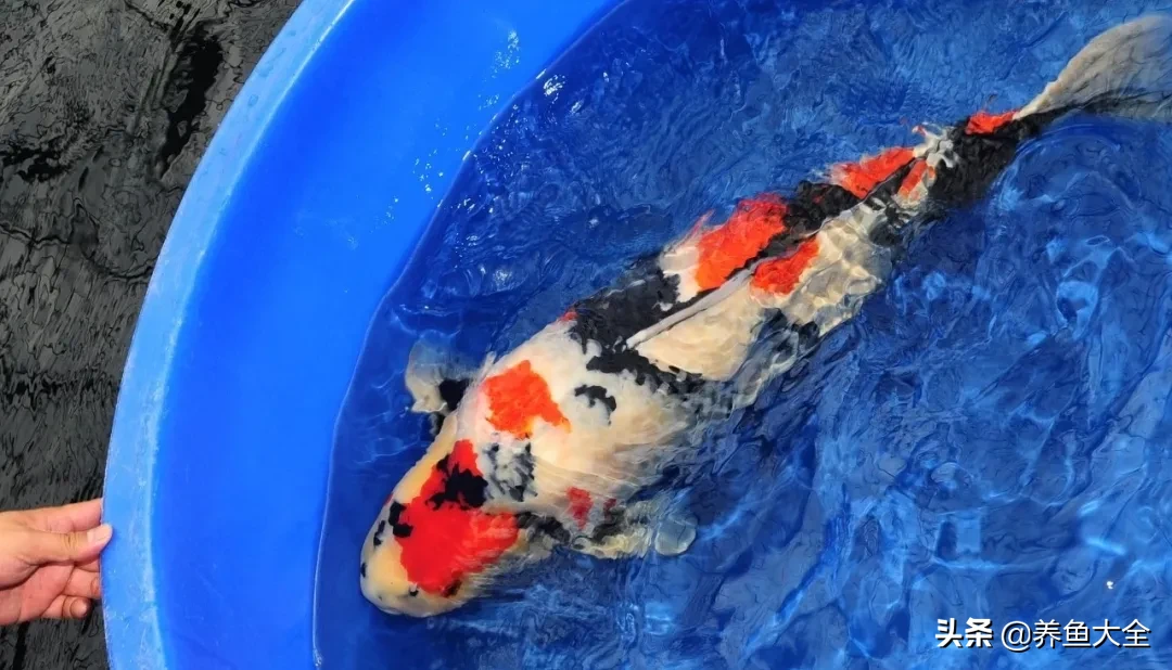 锦鲤烂鳍烂尾充血溃烂治疗办法
