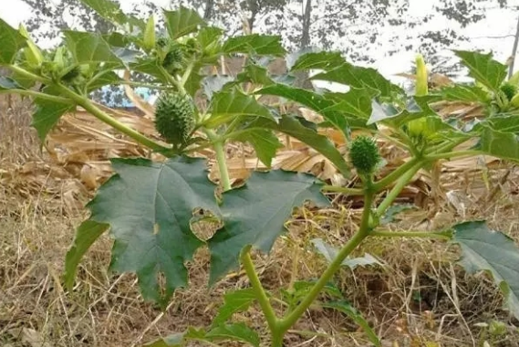 电视剧中常出现的十大“神奇植物”，有的还是人名，看你见过几种