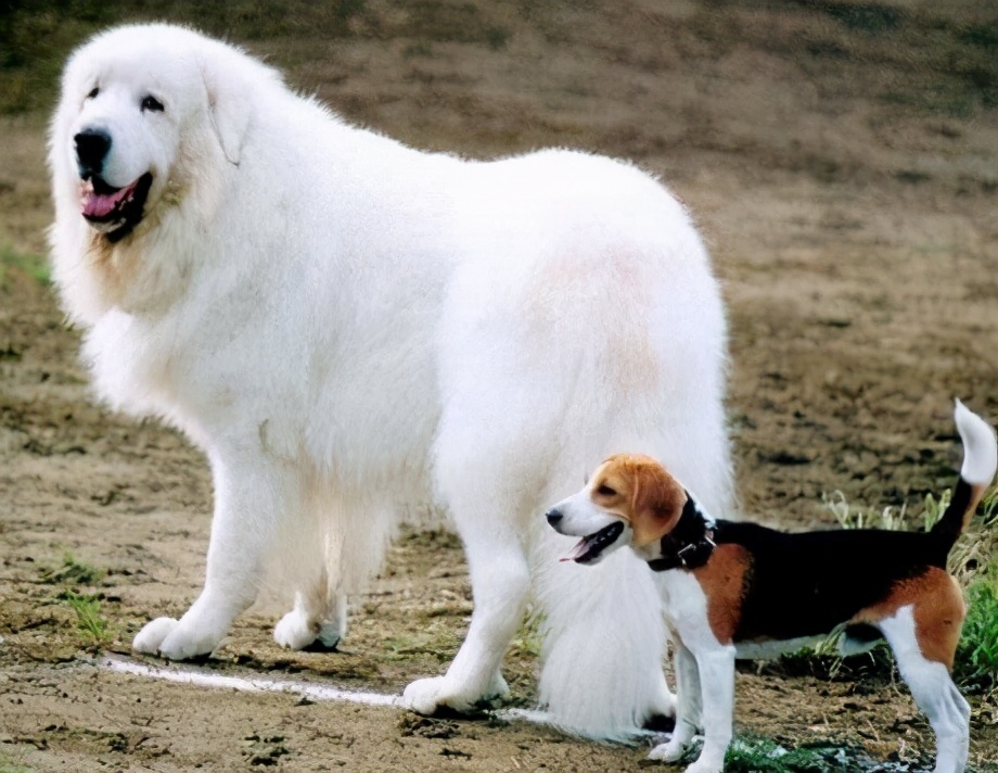 大白熊犬
