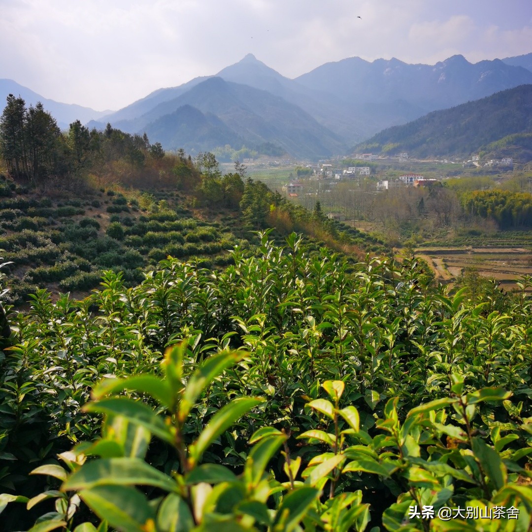 大别山采茶日记，茶季总结：茶歇犹依依，回首数峰青