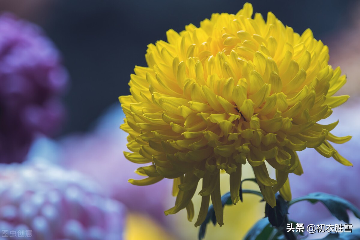 重阳节老人节诗词六首：白日明朝依旧在，黄花非晚是重阳