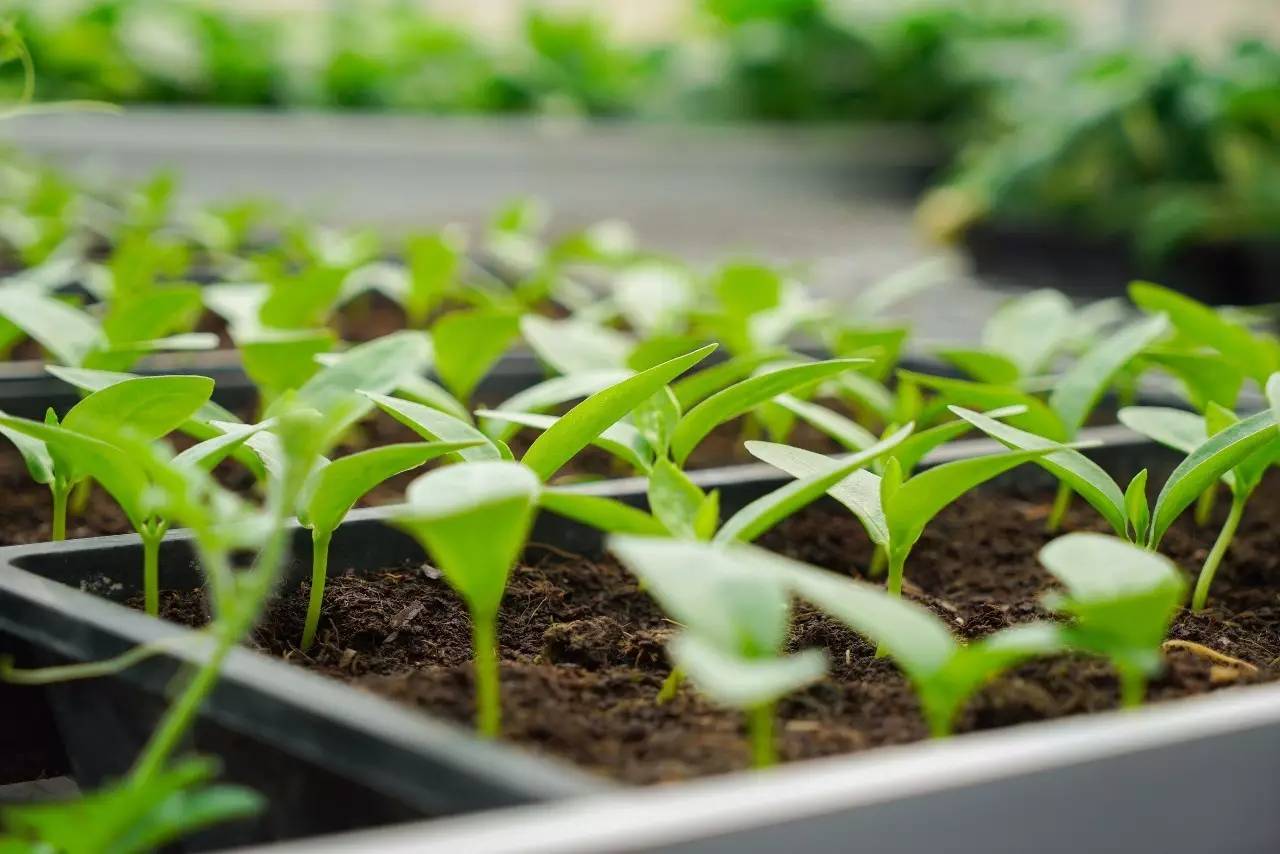 无土栽培种菜(家用无土蔬菜栽种技巧大全)-最美岛