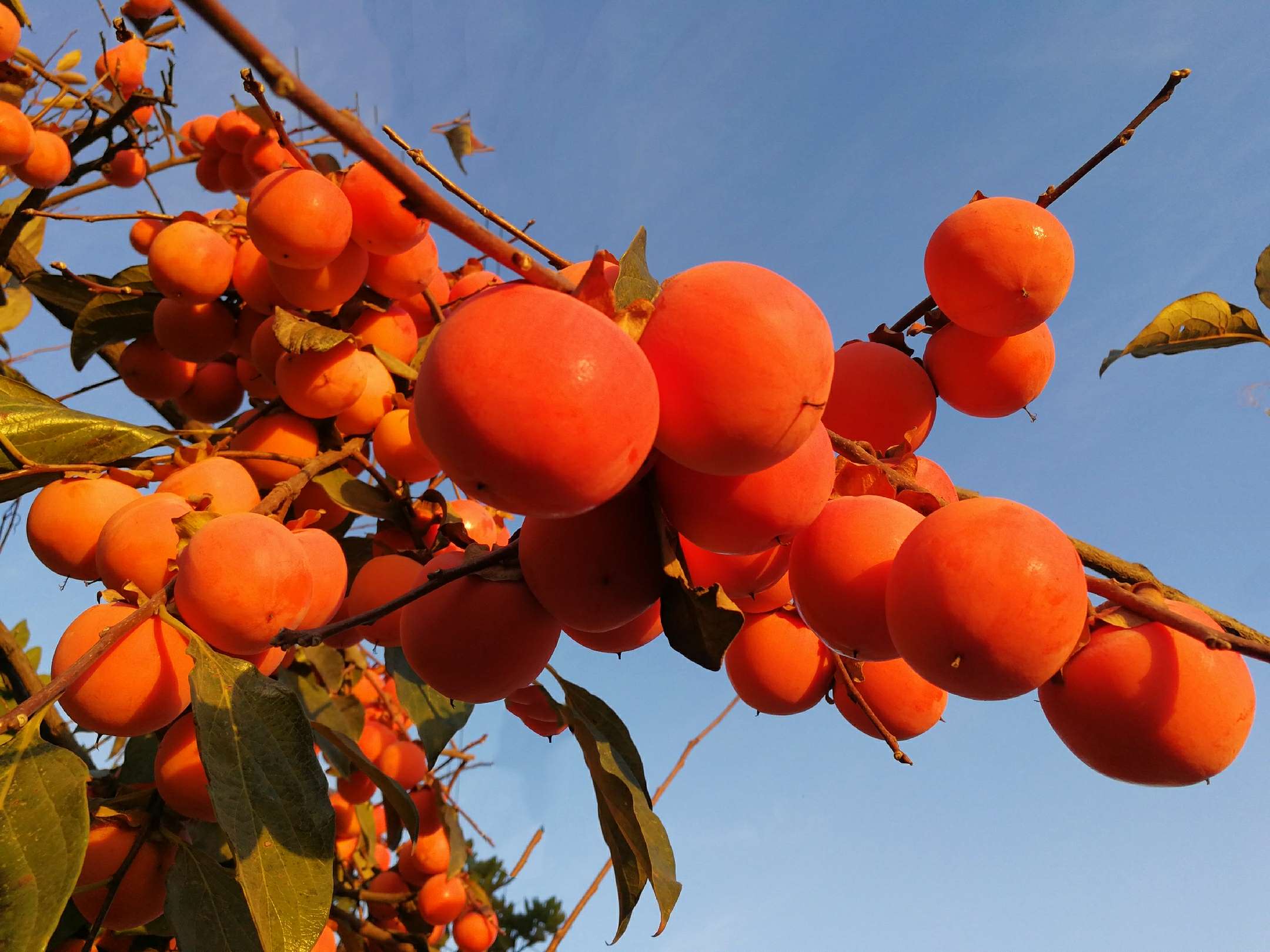 柿子红了(原创散文诗)