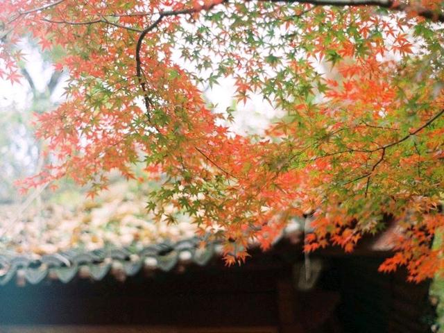 岁月若沧桑，愿你淡然承受；人生若风雨，愿你疗愈自己