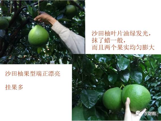 冬肥备了吗？80元一包还包邮的大牌有机生物菌肥来看看