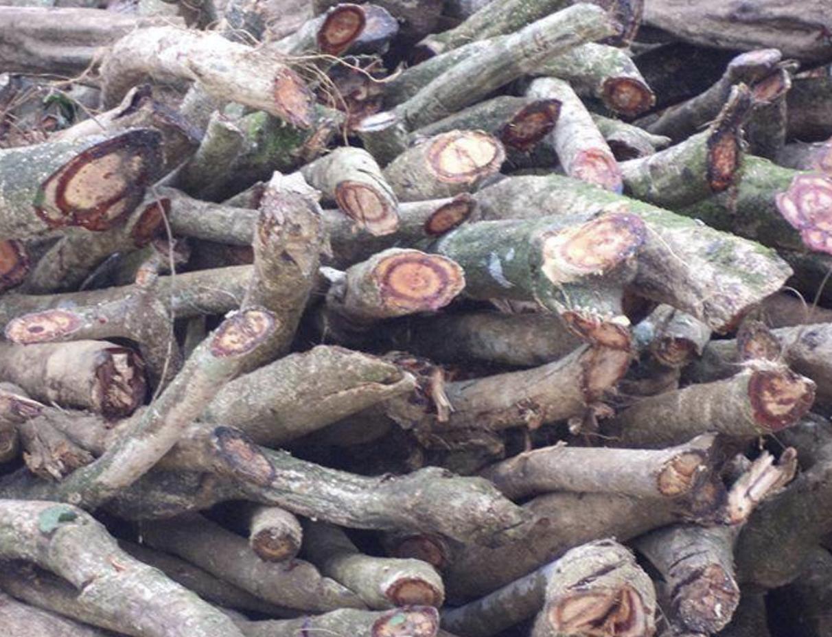 珍贵的1种“木质藤本”，被称为“鸡血藤”，别砍去当柴火