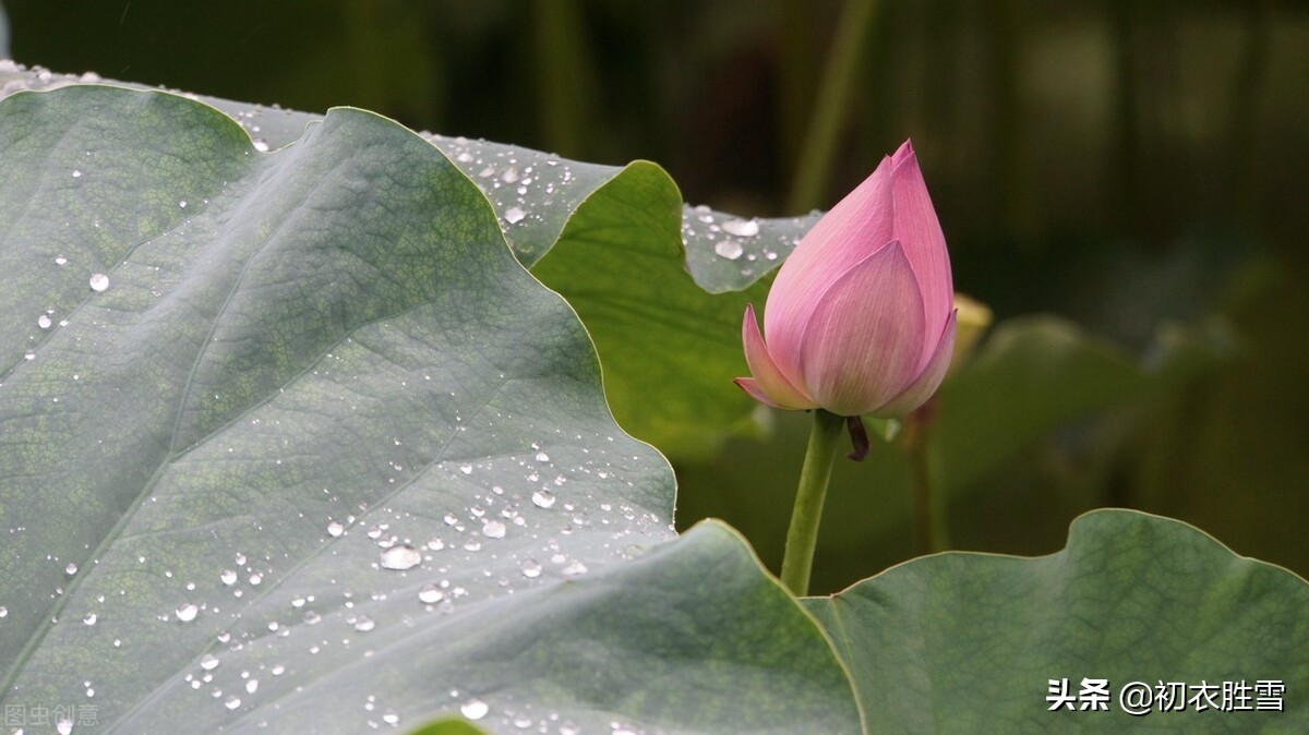 张爱玲清新荷花诗赏读：声如羯鼓催花发，带雨莲开第一枝