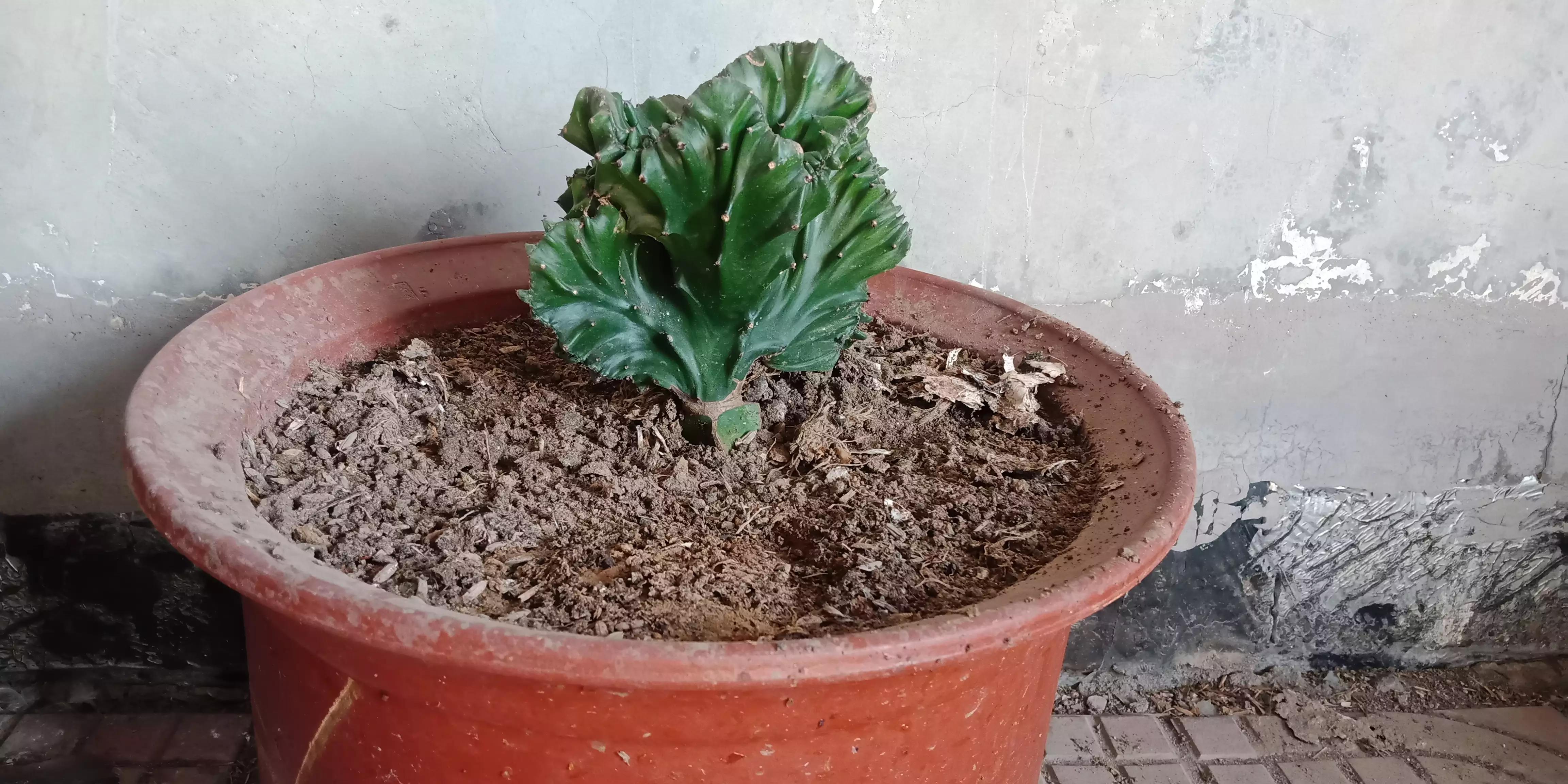 我家的麒麟花