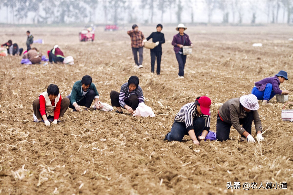 都说农村人承包土地种植不划算，为什么还有人抢着去承包土地呢？