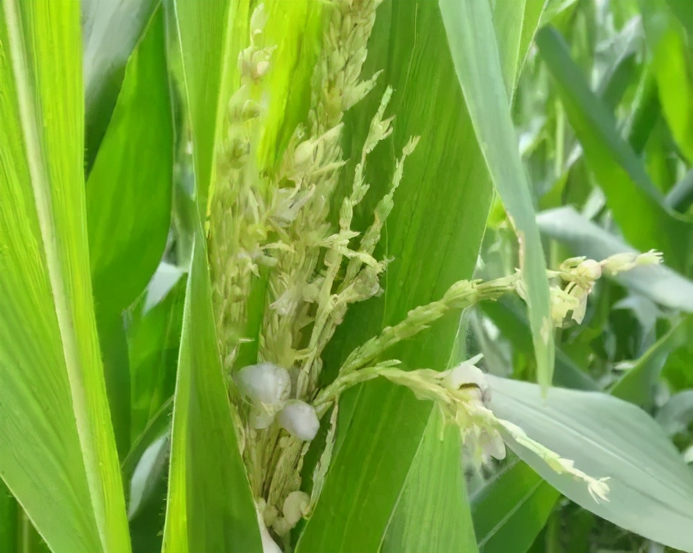 玉米瘤黑粉病的危害与防治玉米瘤黑粉病如何防治