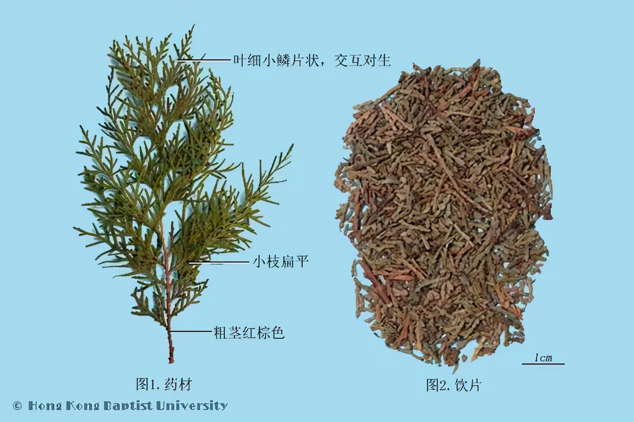 侧柏叶的功效禁忌及副作用详解