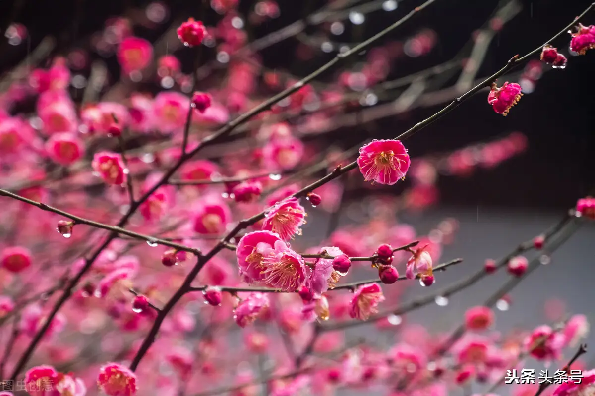 歌曲《梅花引》作词：韩静霆 作曲：徐沛东 演唱：东方