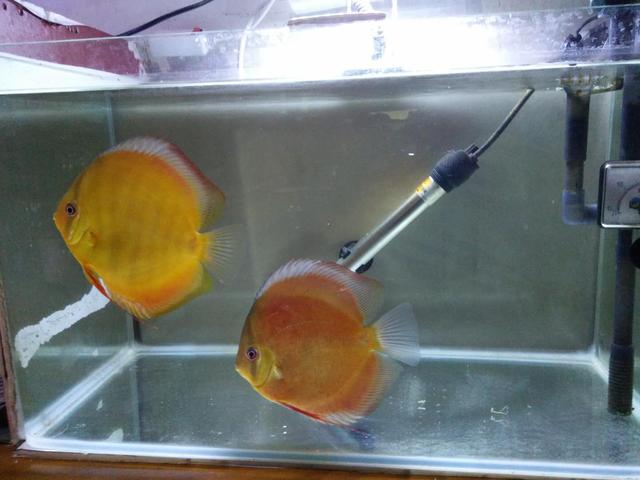 给鱼缸更换陶粒这可是个大工程，如何做到水质快速澄清？