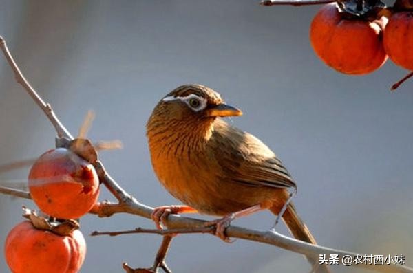 为什么要在原毛画眉鸟的笼子里放“花生”和“核桃”？