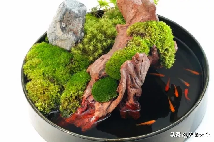 紫鳍凤尾短鲷_紫鳍公主短鲷_超红凤尾短鲷介绍