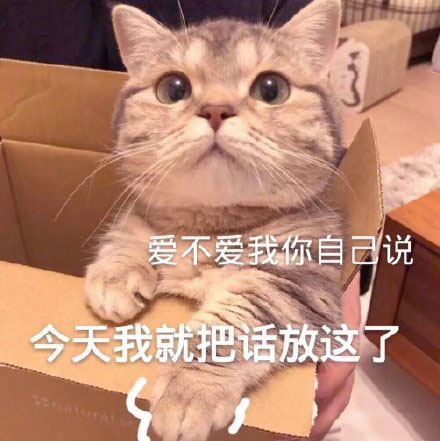 猫咪表情包我这个小可爱你什么时候领我回家呀