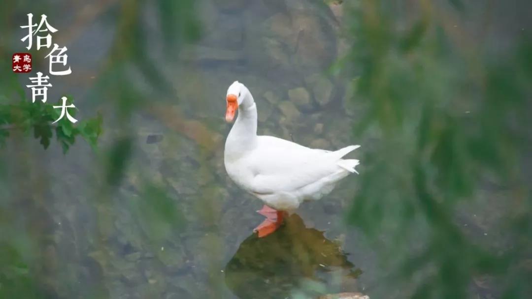 高清曝光！坐拥神仙颜值，山东最美“校花”就在这所大学里！