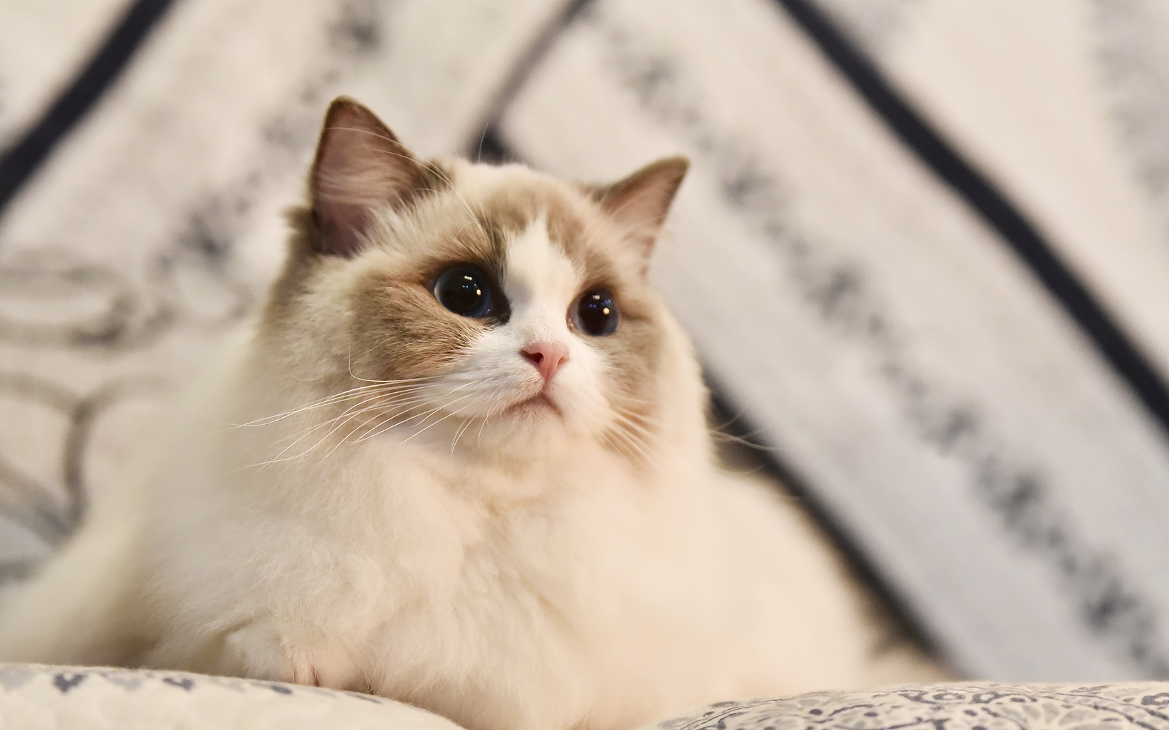 猫咪寿命排行榜，最长的猫可以活20年，你家猫上榜了吗？