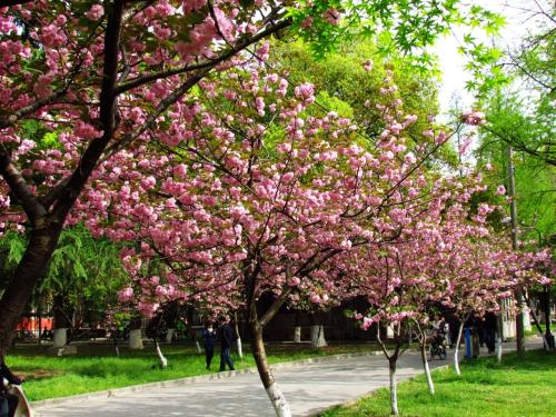 苏州大学2018年部分省市各专业录取分数