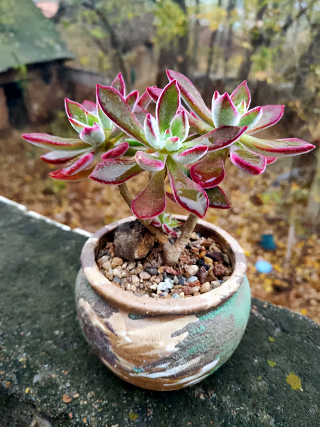 多肉锦晃星的速养技巧,想要长得快,好好多学学