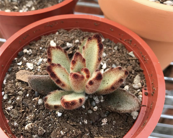 200块钱买的一盆多肉植物“泰迪熊”，让我养成了“巧克力士兵”