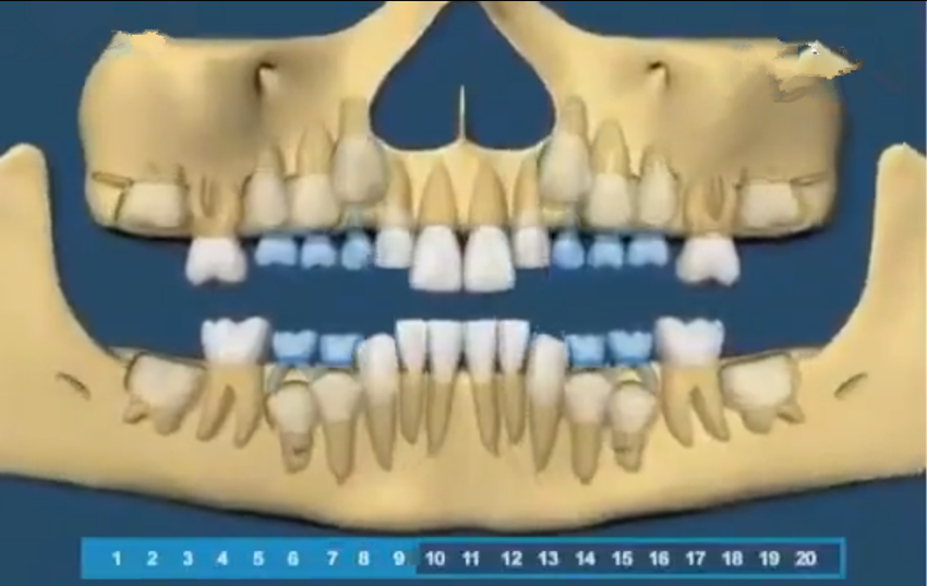 组图带你了解宝宝的牙齿生长顺序，一目了然，爸妈再也不用纠结了