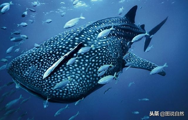 世界上最大的鱼类是谁，世界上最大的鲸鲨