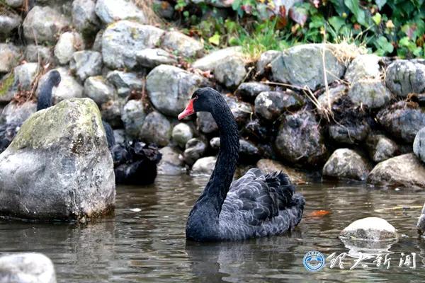 痛心！大理大学12只网红黑天鹅被烈犬咬死！包括6只丑小鸭！狗主人赔4万元