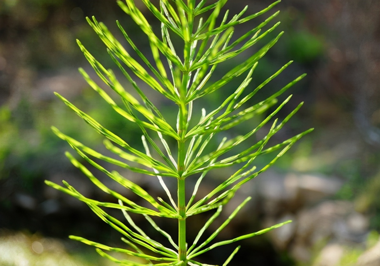 农民嫌弃的问荆,却能从土壤吸收黄金,被称为"黄金探测器"