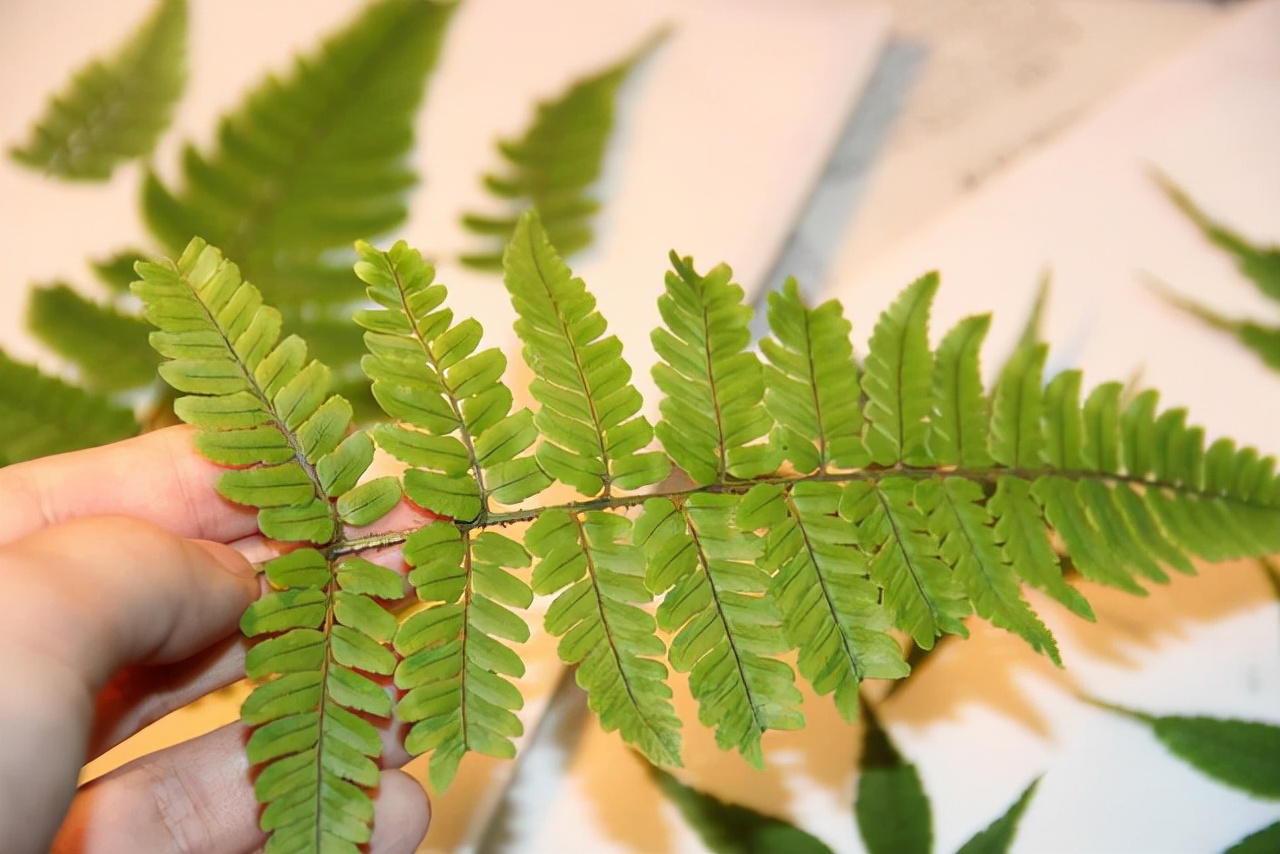 改善空气质量，就选这10种植物，效果不比专业的空气净化器差