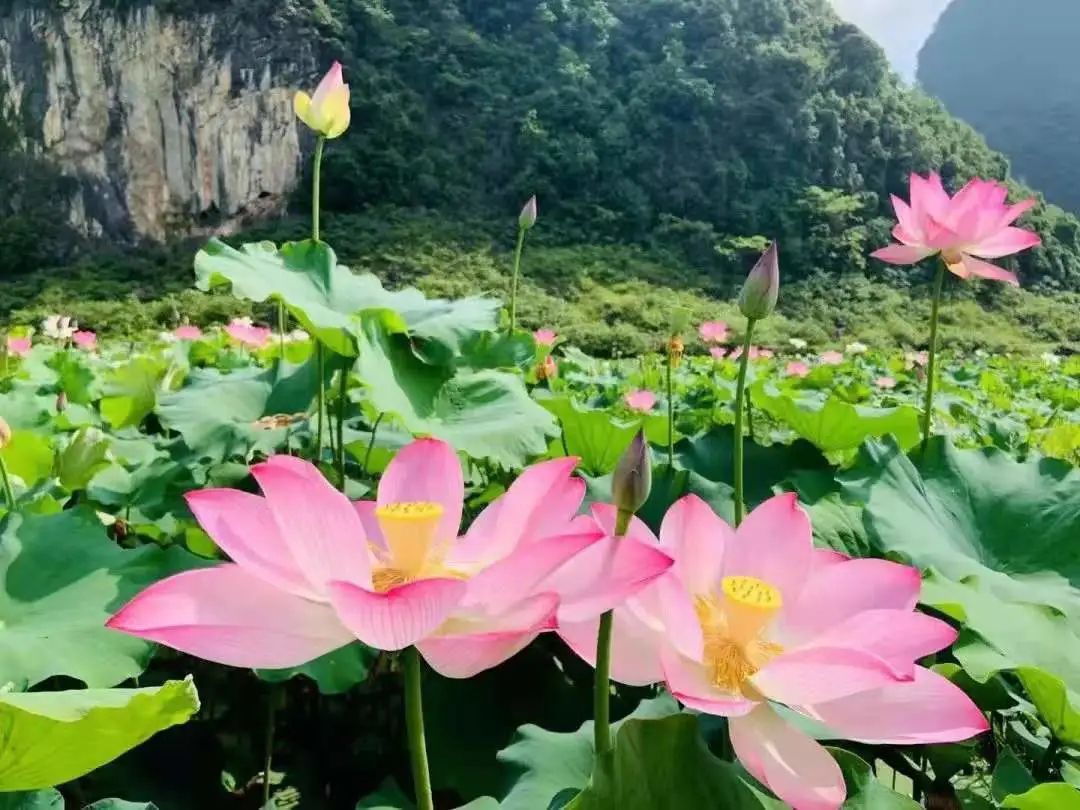 仙境莲花图片大全(荷花之韵) - 赤虎壹号